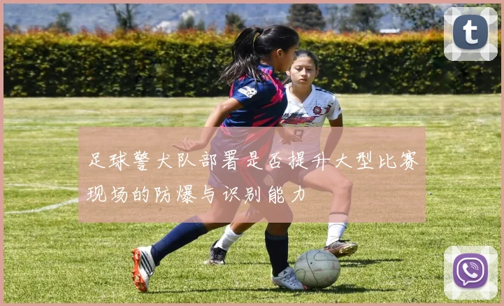 足球警犬队部署是否提升大型比赛现场的防爆与识别能力